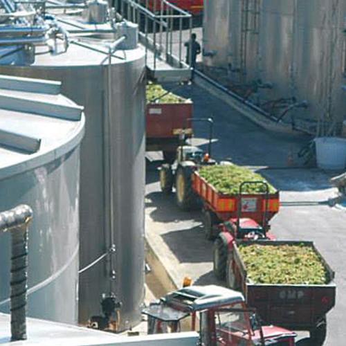 Wine-making plant